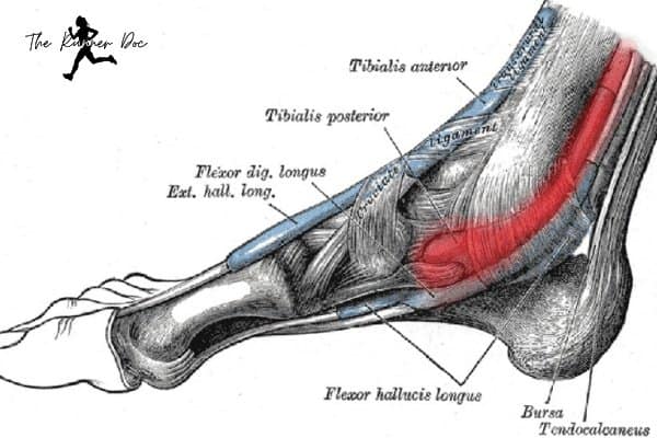 anatomy of posterior tibial tendonitis