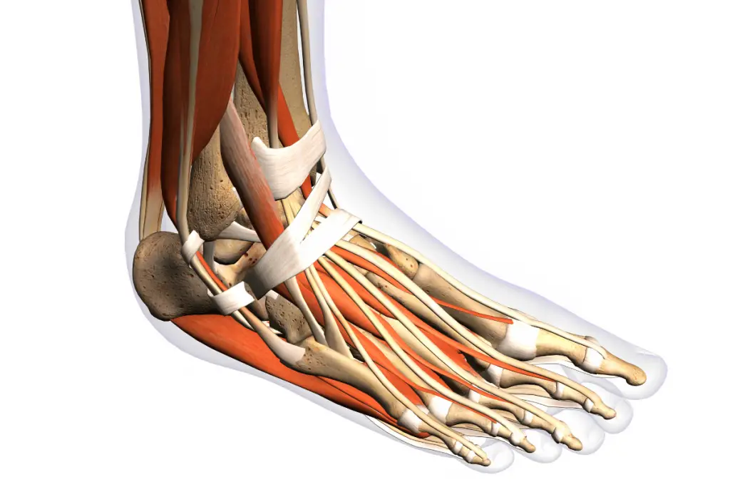 anatomy of runners foot, foot strength for running, run with strong feet, foot exercises for runs