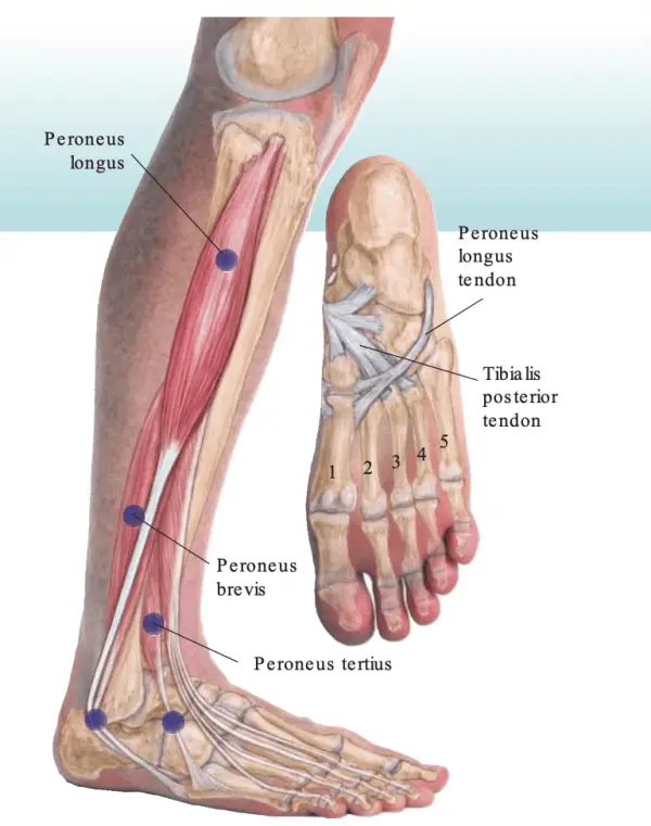 How To Fix Posterior Tibial Tendon Dysfunction in Runners - The Runner Doc