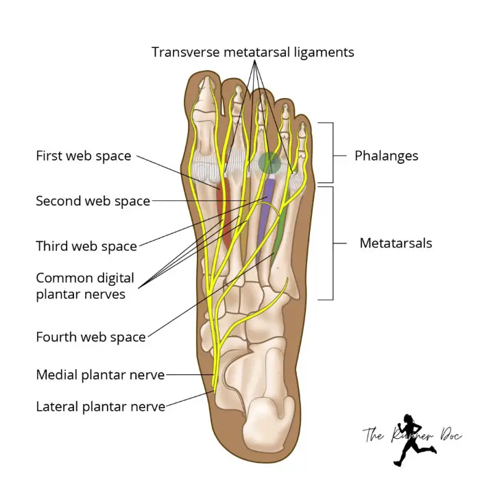 running with morton's neruoma anatomy picture of the foot